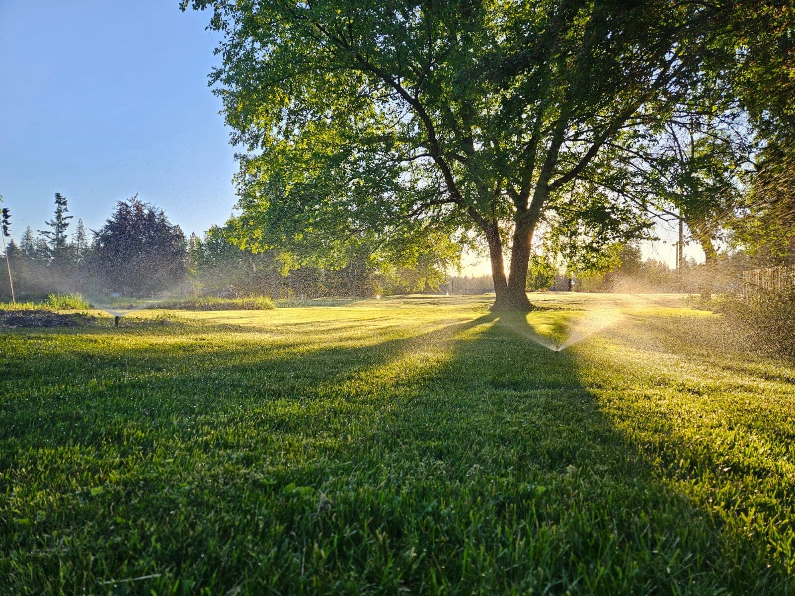 Lush green lawn at sunrise kept healthy by a Selkirk Sprinklers irrigation system in Sandpoint, Idaho